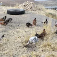 یازده مرغ چاق محلی ، هرکدوم350|حیوانات مزرعه|کوهدشت, |دیوار