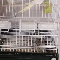 عروس هلندی مولد