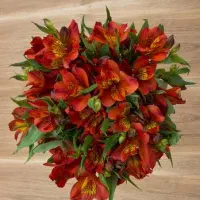گل رز|گل و گیاه طبیعی|تهران, تجریش|دیوار