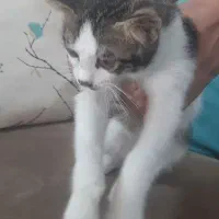 گربه واگذاری رایگان