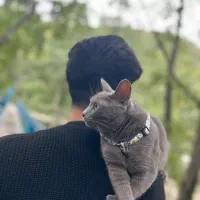 گربه|گربه|ملارد, |دیوار