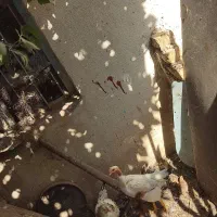 مرغ حرس با قیمت مناسب|حیوانات مزرعه|قم, قم نو|دیوار