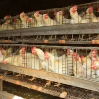 فروش مرغ تخمگذار صنعتی - آموزش و یکسال پشتیبانی