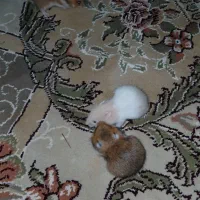 همستر|موش و خرگوش|آبگرم, |دیوار