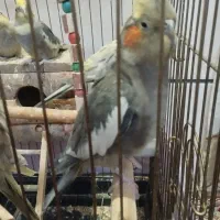 عروس هلندی یک نر دو ماده