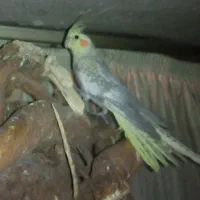 عروس هلندی نر و مادخ|پرنده|شاهین‌شهر, شهرک گلدیس|دیوار