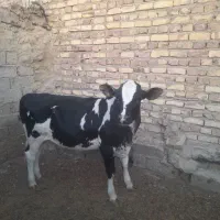 گوساله ماده