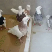 کبوتر طوقی|پرنده|محمدشهر, محمدشهر|دیوار