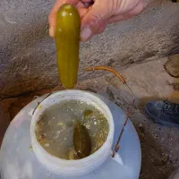 خیار شور تازه و ترد دبه های ۱۲ کیلویی|خوردنی و آشامیدنی|نیشابور, مازول|دیوار