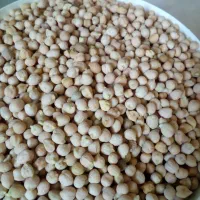 فروش نخود محلی|خوردنی و آشامیدنی|کامفیروز, |دیوار