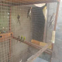 عروس هلندی|پرنده|قشم, |دیوار