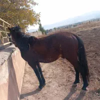 فروشی|اسب و تجهیزات اسب‌سواری|صومای برادوست, |دیوار