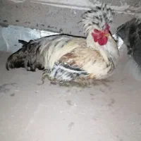 خروس معاوضه وکتاب زبان