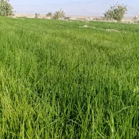 فروش نهال پیاز مینروا