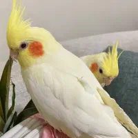 عروس هلندی گم شده