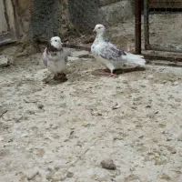 کفتر|پرنده|قم, زند آباد|دیوار