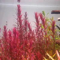 انواع گیاه اکواریومی&پلنت