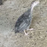 جوجه بوقلمون