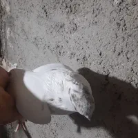 کفتر غریب افتاده