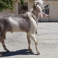بز نر گلابی|حیوانات مزرعه|رامهرمز, |دیوار