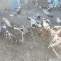 کبوتر گمشده|حیوانات|گلبهار, شهر جدید گلبهار|دیوار