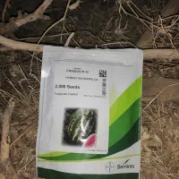 بذر هندوانه/بی32/