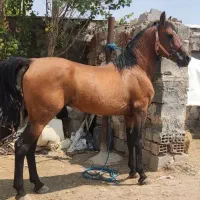 اسب نریان دره شور