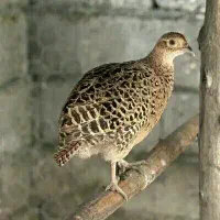 قفس پرنده . قرقابل|لوازم جانبی حیوانات|مشهد, چهارچشمه|دیوار