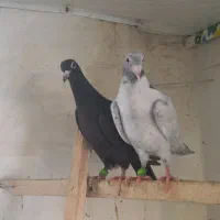 جوانه سمن نامه بر