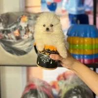 پامرانین خرسی اصیل و جیبی سایز صفر|سگ|مشهد, صیاد شیرازی|دیوار