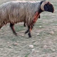 قوچ.سوزنیله