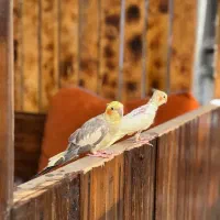 عروس هلندی|پرنده|رشت, باهنر|دیوار