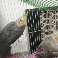 یک جفت عروس هلندی تخم گذار