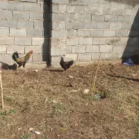 2عددمرغ تخم گذار و جوجه محلی اصل|حیوانات مزرعه|آق قلا, |دیوار