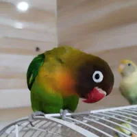 طوطی برزیلی