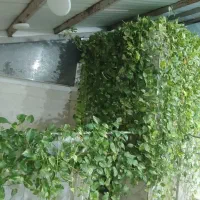 گل و گیاه آپارتمانی استوایی