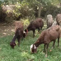 ۶عدد میش ۱۱۰تومن