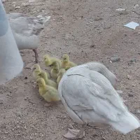 غاز با جوجه قوغاز
