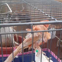 قناری و سقا