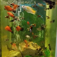 ماهی، گوپی، مولی، پلاتی