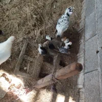 جوجه گلین و جوجه اردک محلی کرچ شو|حیوانات مزرعه|فومن, |دیوار