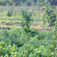 باغ 1000متری فاصله از زنجان 13کیلومتری