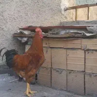 خروس محلی درشت