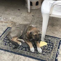 سگ سرایی اصل