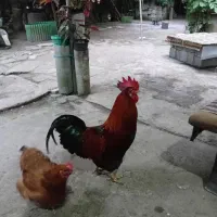 خروس ۱ساله