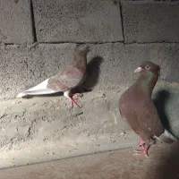 جفت دم سفید دم تخم|پرنده|بیرجند, |دیوار