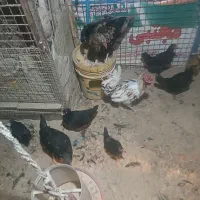 خروس ومرغ