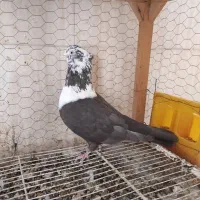 سار کاکلی عطیقه.کلاغ نواری کاکلی ماده.موشی برفی|پرنده|مشهد, عبادی|دیوار