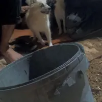گمشده