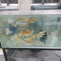 ماهی کوی تایلندی نژاد دار حراجی